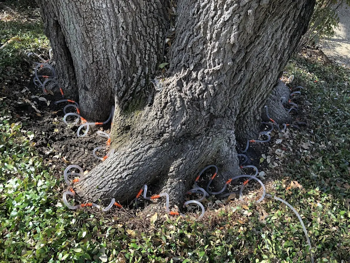 Detailed Tree Cabling and Bracing job site in Mahopac