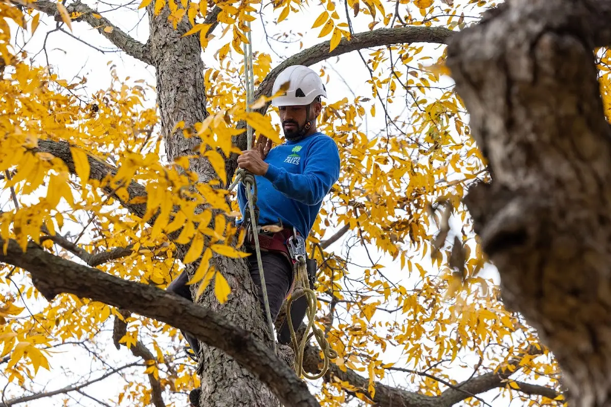 Skilled Tree Planing crew working in Mahopac